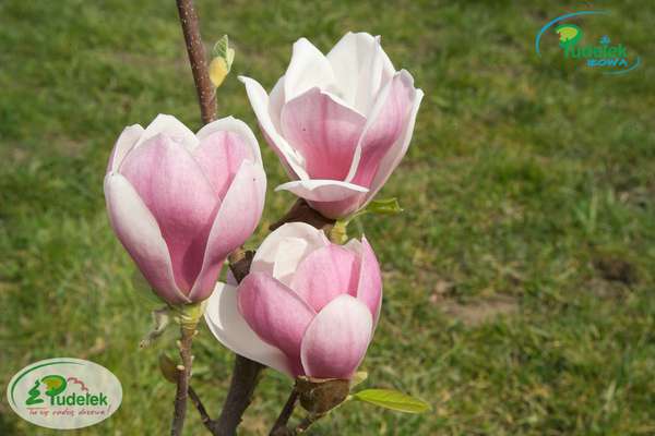 Magnolia Satisfaction
